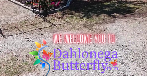 Dahlonega Butterfly Farm is waiting for you!